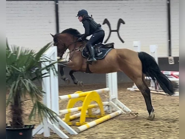 Duitse rijpony Merrie 16 Jaar 149 cm Bruin in Willich