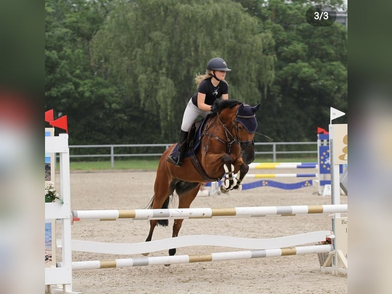 Duitse rijpony Merrie 16 Jaar 152 cm Bruin in Willich