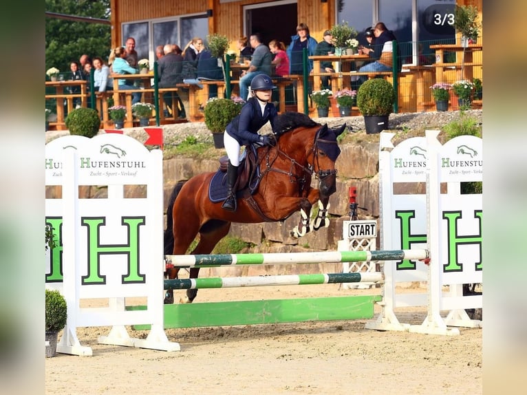 Duitse rijpony Merrie 16 Jaar 152 cm Bruin in Willich