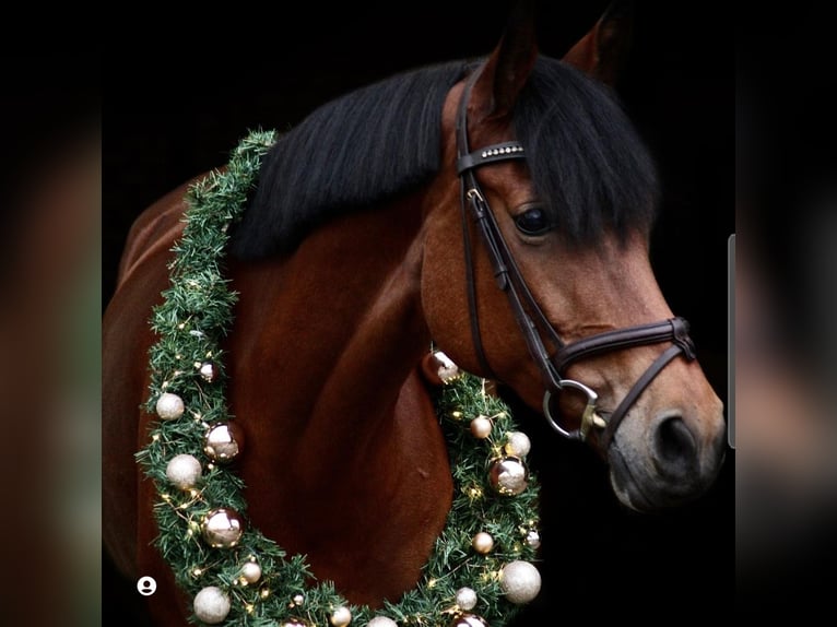 Duitse rijpony Merrie 16 Jaar 152 cm Bruin in Willich