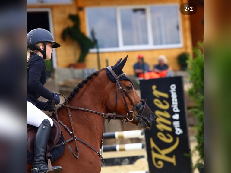 Duitse rijpony Merrie 16 Jaar 152 cm Bruin in Willich