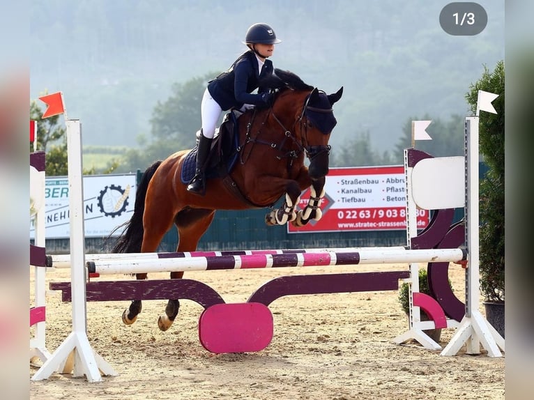 Duitse rijpony Merrie 16 Jaar 152 cm Bruin in Willich