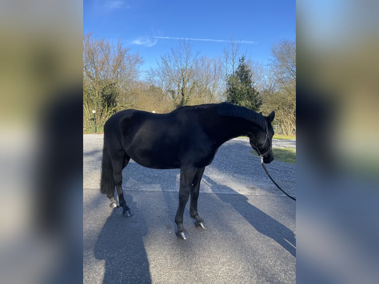 Duitse rijpony Merrie 16 Jaar 153 cm Zwart in Datteln