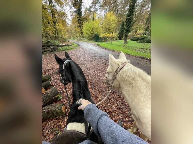 Duitse rijpony Merrie 16 Jaar 153 cm Zwart in Datteln