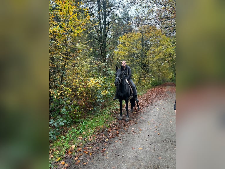 Duitse rijpony Merrie 16 Jaar 153 cm Zwart in Datteln