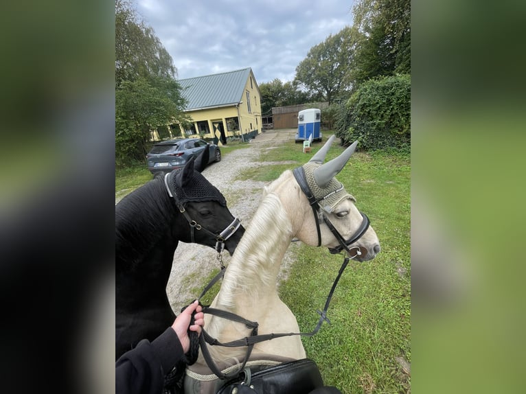 Duitse rijpony Merrie 16 Jaar 153 cm Zwart in Datteln