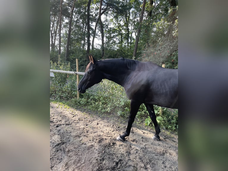 Duitse rijpony Merrie 16 Jaar 153 cm Zwart in Datteln