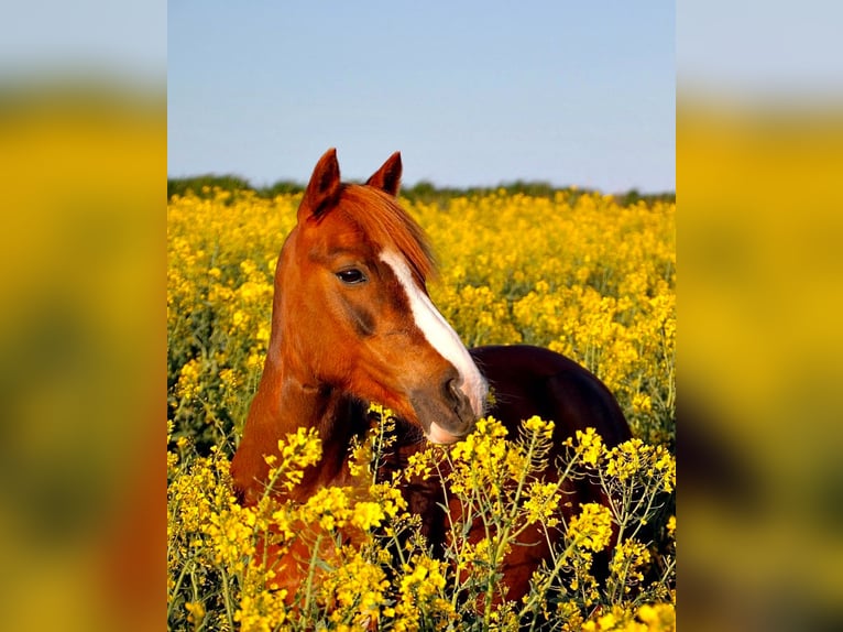 Duitse rijpony Mix Merrie 17 Jaar 127 cm Vos in Rommerskirchen