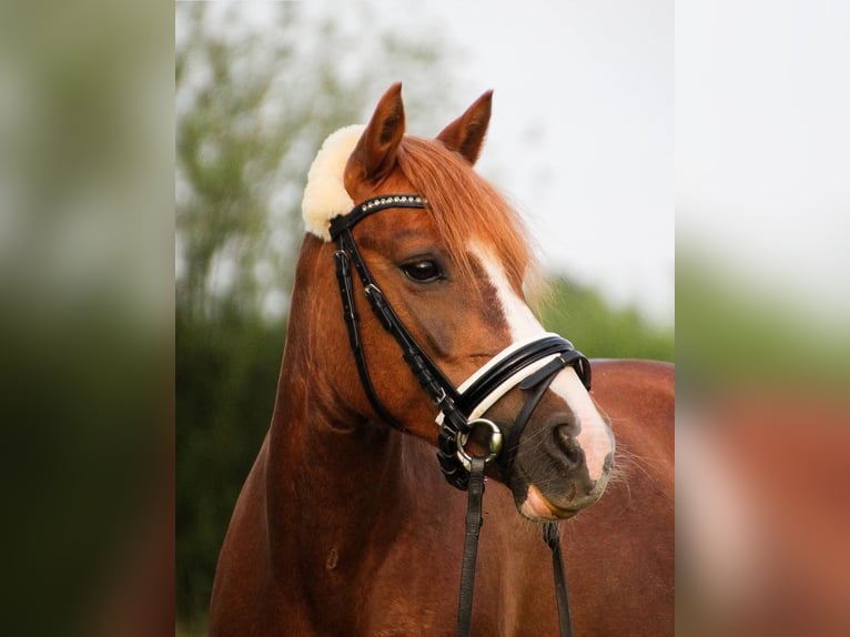 Duitse rijpony Mix Merrie 17 Jaar 127 cm Vos in Rommerskirchen