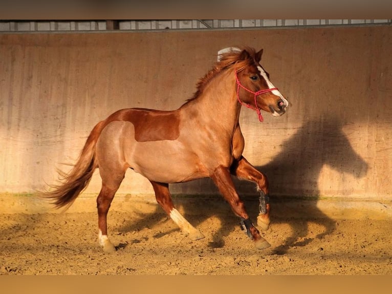 Duitse rijpony Mix Merrie 17 Jaar 127 cm Vos in Rommerskirchen