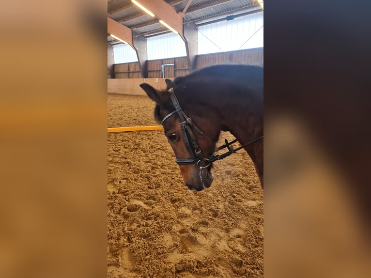 Duitse rijpony Merrie 17 Jaar 133 cm Donkerbruin in Detmold