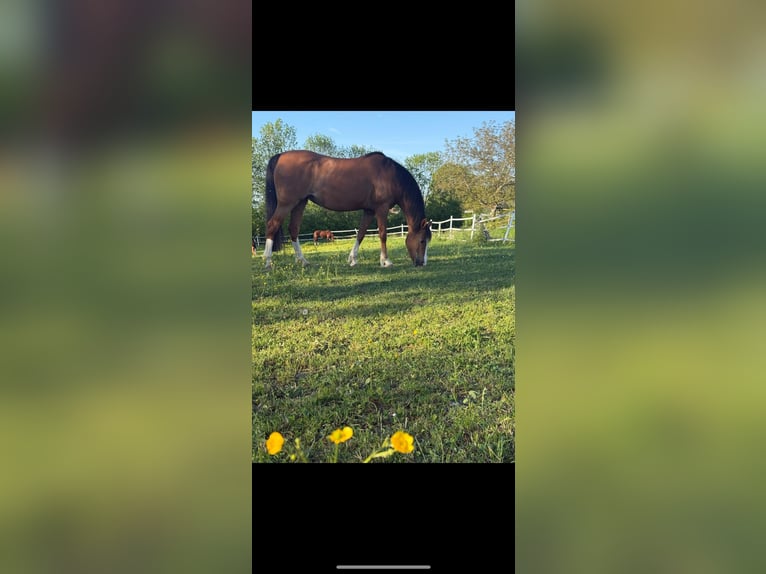 Duitse rijpony Merrie 17 Jaar 138 cm Bruin in Haigerloch