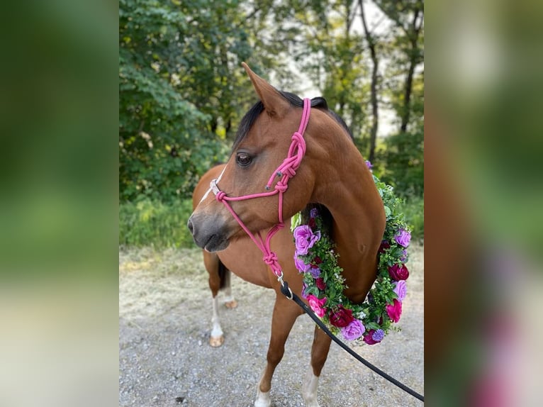 Duitse rijpony Merrie 17 Jaar 138 cm Bruin in Haigerloch