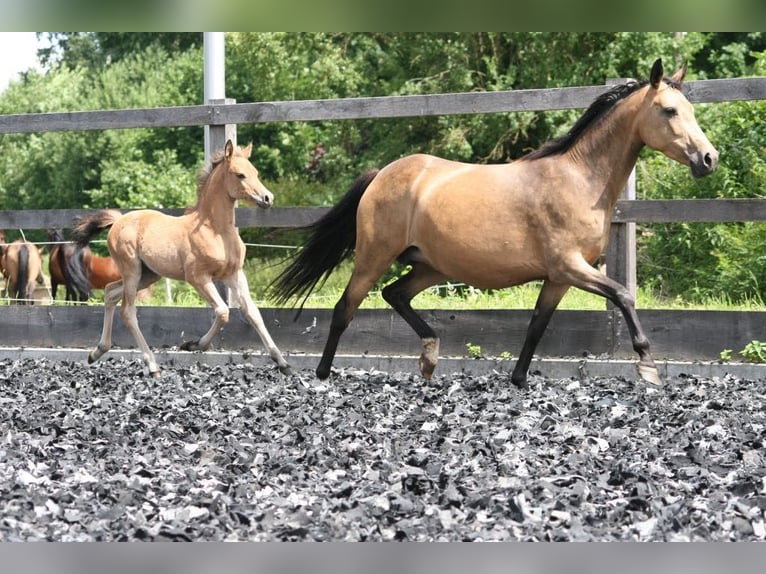 Duitse rijpony Merrie 17 Jaar 142 cm Buckskin in Erwitte