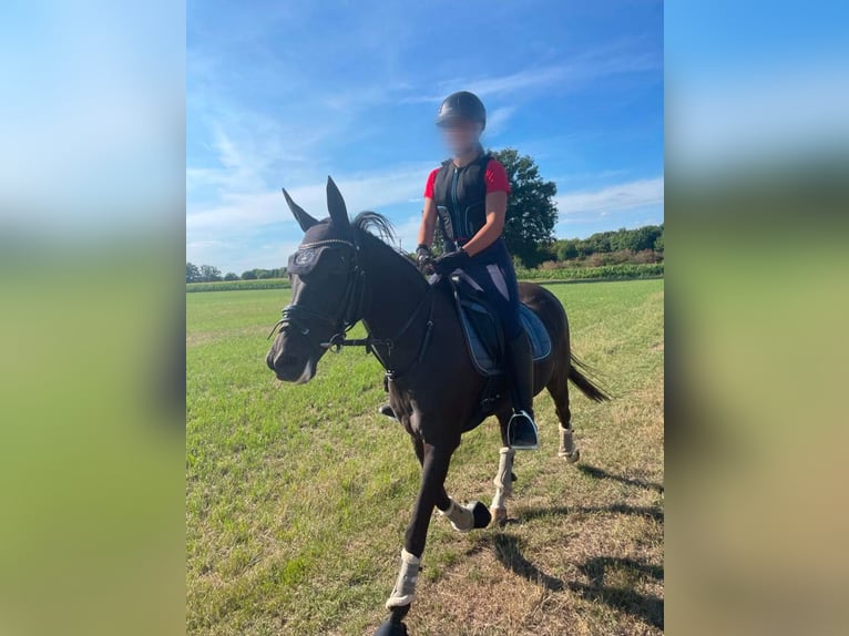 Duitse rijpony Merrie 17 Jaar 142 cm Zwartbruin in Geldern