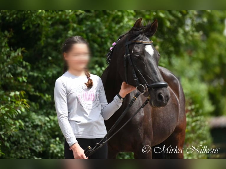 Duitse rijpony Merrie 17 Jaar 142 cm Zwartbruin in Geldern