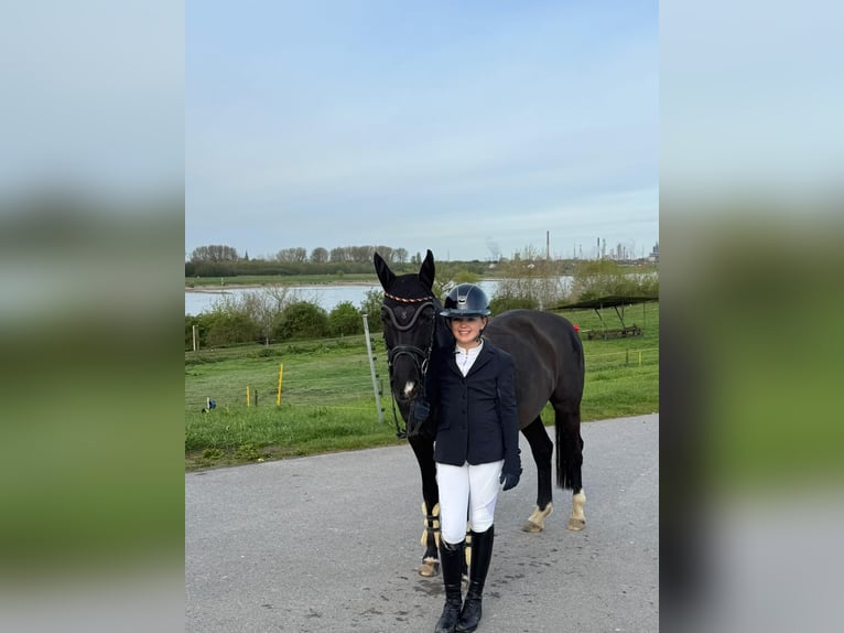Duitse rijpony Merrie 17 Jaar 144 cm Zwart in Grevenbroich