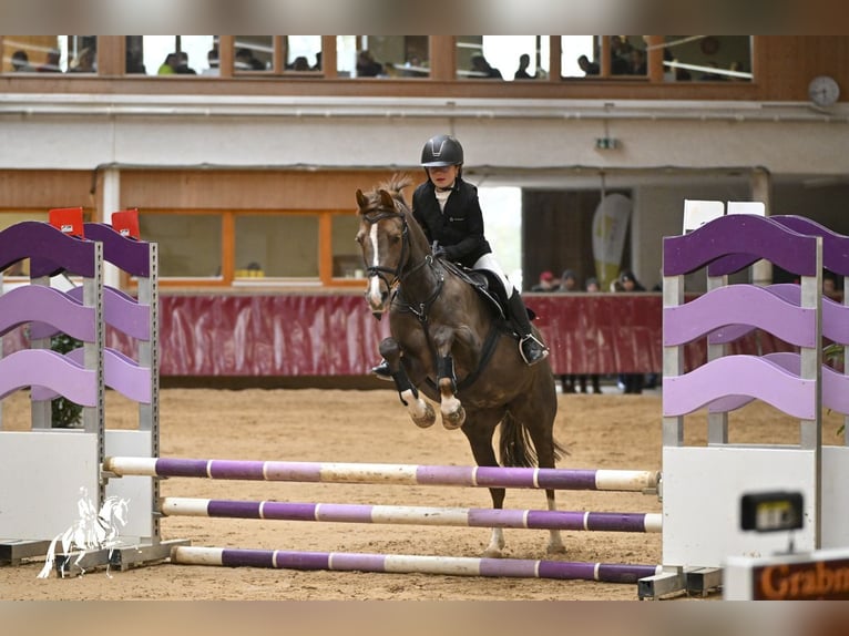 Duitse rijpony Merrie 17 Jaar 145 cm Donkere-vos in Mainburg