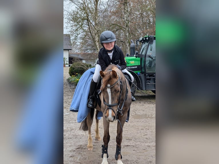 Duitse rijpony Merrie 17 Jaar 145 cm Donkere-vos in Mainburg