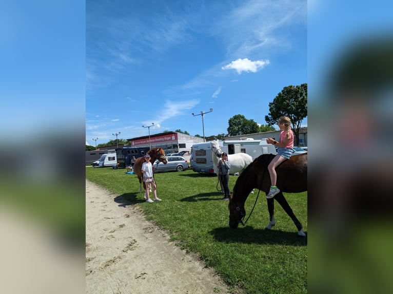 Duitse rijpony Merrie 17 Jaar 145 cm Donkere-vos in Mainburg