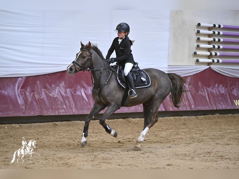 Duitse rijpony Merrie 17 Jaar 145 cm Donkere-vos in Mainburg