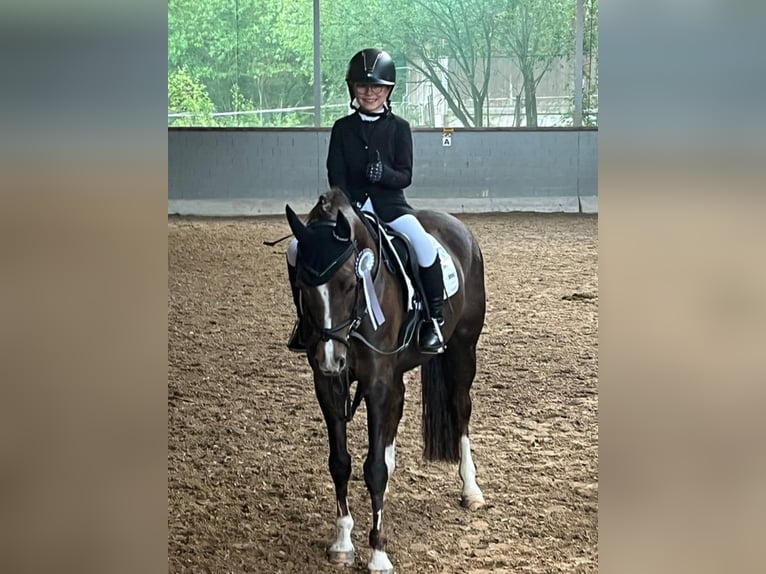 Duitse rijpony Merrie 17 Jaar 145 cm Donkere-vos in Mainburg