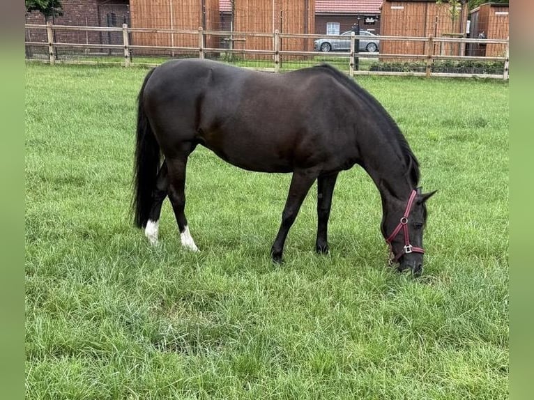 Duitse rijpony Merrie 17 Jaar 145 cm Zwart in Werlte Duitse rijpony Merrie 17 Jaar 145 cm Zwart in Werlte