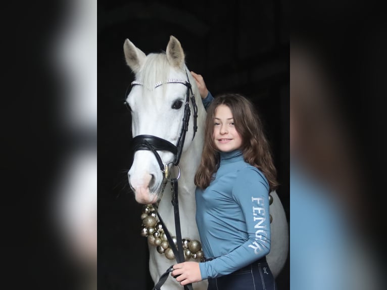 Duitse rijpony Merrie 17 Jaar 146 cm Appelschimmel in Winsen (Aller)