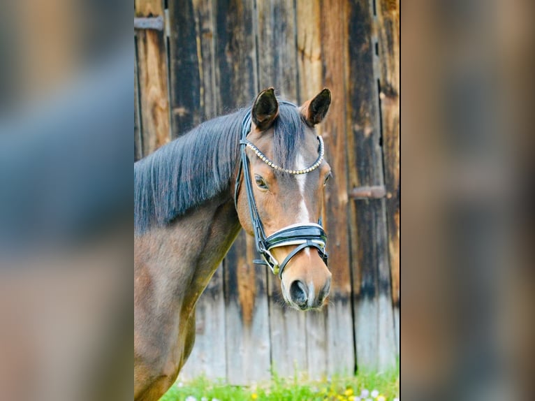 Duitse rijpony Merrie 17 Jaar 146 cm Bruin in Crailsheim
