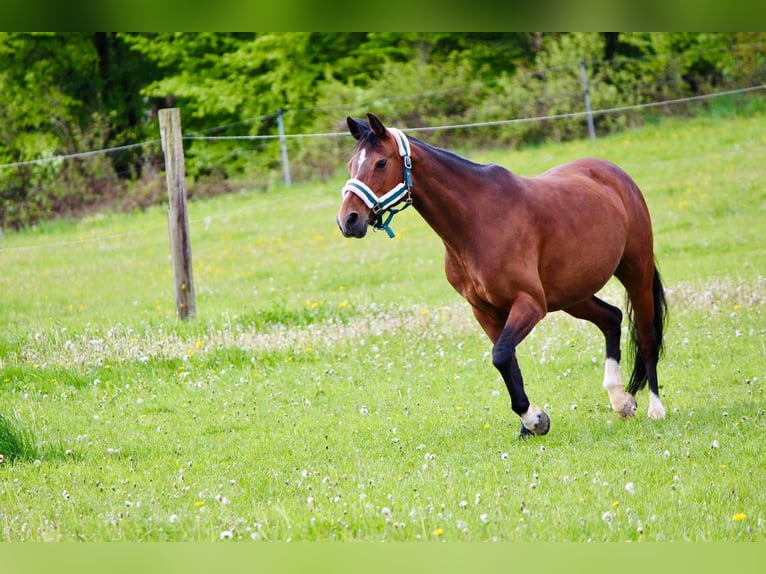 Duitse rijpony Merrie 17 Jaar 146 cm Bruin in Crailsheim