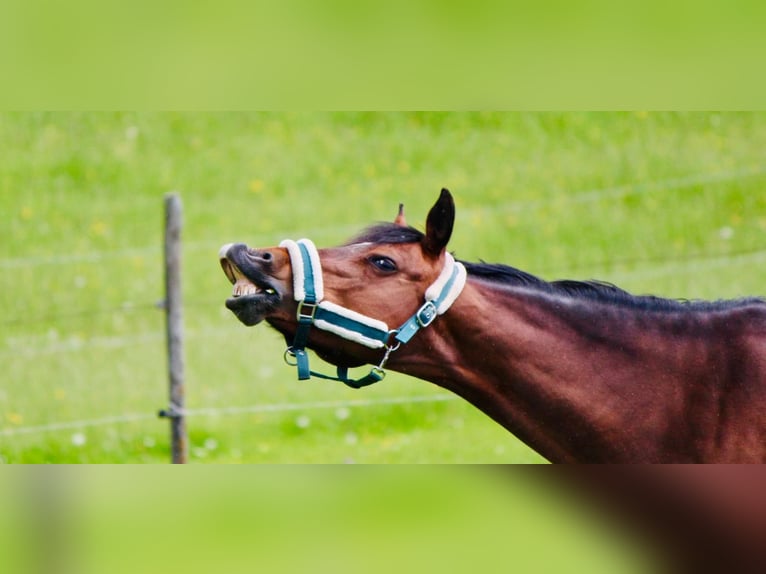 Duitse rijpony Merrie 17 Jaar 146 cm Bruin in Crailsheim