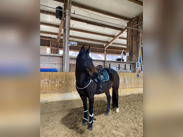 Duitse rijpony Merrie 17 Jaar 146 cm Donkerbruin in Zürich