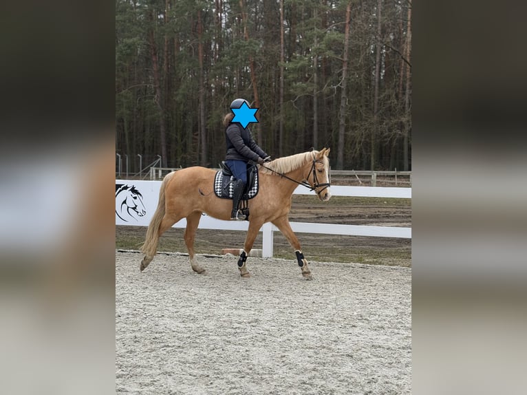 Duitse rijpony Merrie 17 Jaar 146 cm Palomino in Sch&#xF6;nwalde-Glien