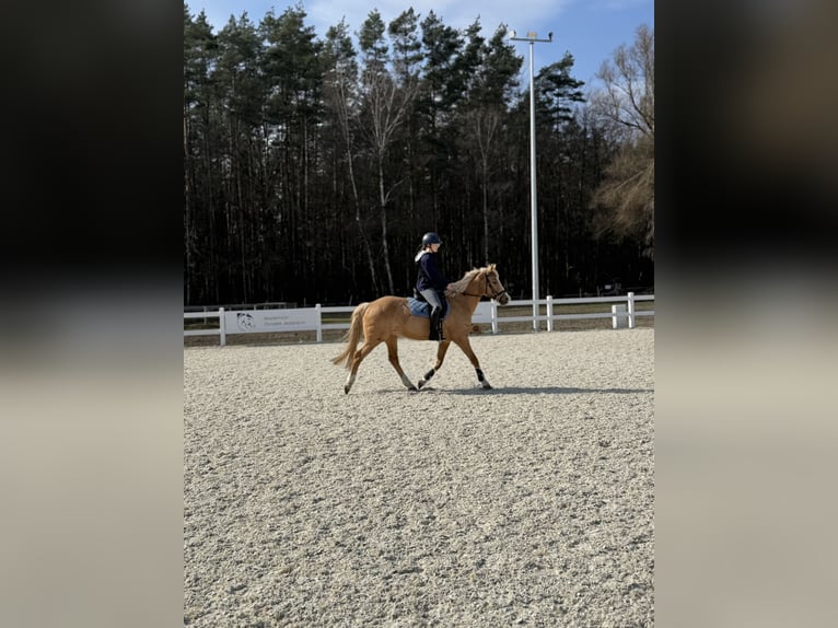Duitse rijpony Merrie 17 Jaar 146 cm Palomino in Sch&#xF6;nwalde-Glien