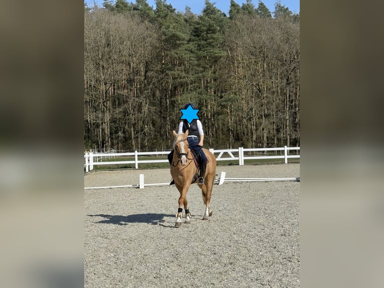 Duitse rijpony Merrie 17 Jaar 146 cm Palomino in Sch&#xF6;nwalde-Glien
