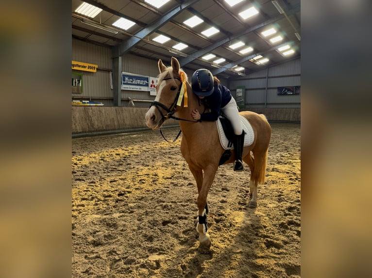 Duitse rijpony Merrie 17 Jaar 146 cm Palomino in Sch&#xF6;nwalde-Glien