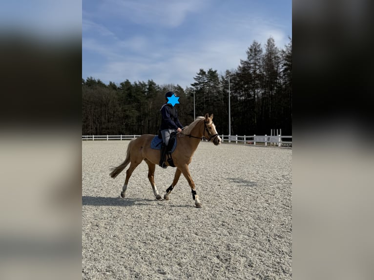 Duitse rijpony Merrie 17 Jaar 146 cm Palomino in Sch&#xF6;nwalde-Glien