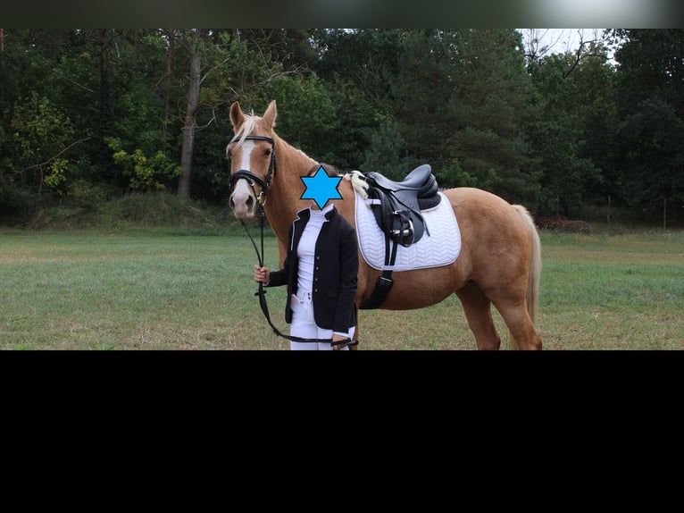 Duitse rijpony Merrie 17 Jaar 146 cm Palomino in Sch&#xF6;nwalde-Glien