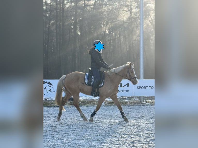 Duitse rijpony Merrie 17 Jaar 146 cm Palomino in Sch&#xF6;nwalde-Glien