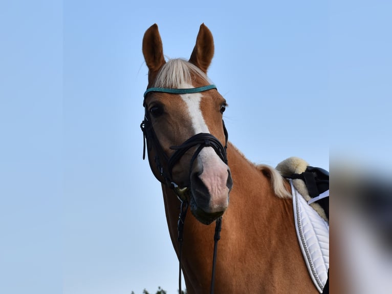 Duitse rijpony Merrie 17 Jaar 146 cm Palomino in Sch&#xF6;nwalde-Glien