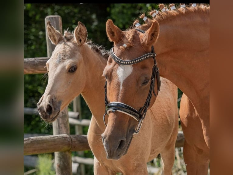 Duitse rijpony Merrie 17 Jaar 146 cm Vos in Ritterhude
