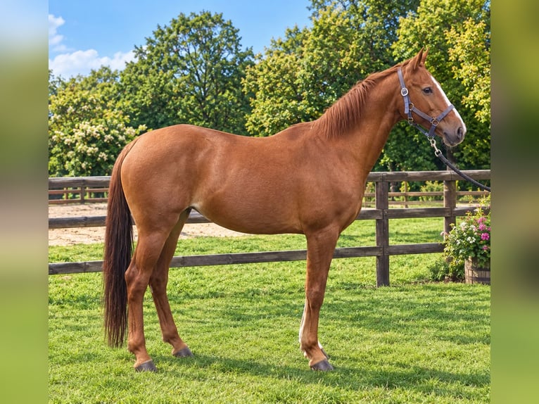 Duitse rijpony Merrie 17 Jaar 146 cm Vos in Vienenburg