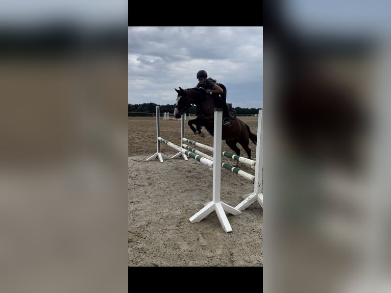 Duitse rijpony Merrie 17 Jaar 147 cm Bruin in Wusterhausen (Dosse) Duitse rijpony Merrie 17 Jaar 147 cm Bruin in Wusterhausen (Dosse)