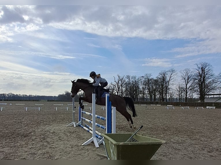 Duitse rijpony Merrie 17 Jaar 147 cm Bruin in Wusterhausen (Dosse) Duitse rijpony Merrie 17 Jaar 147 cm Bruin in Wusterhausen (Dosse)
