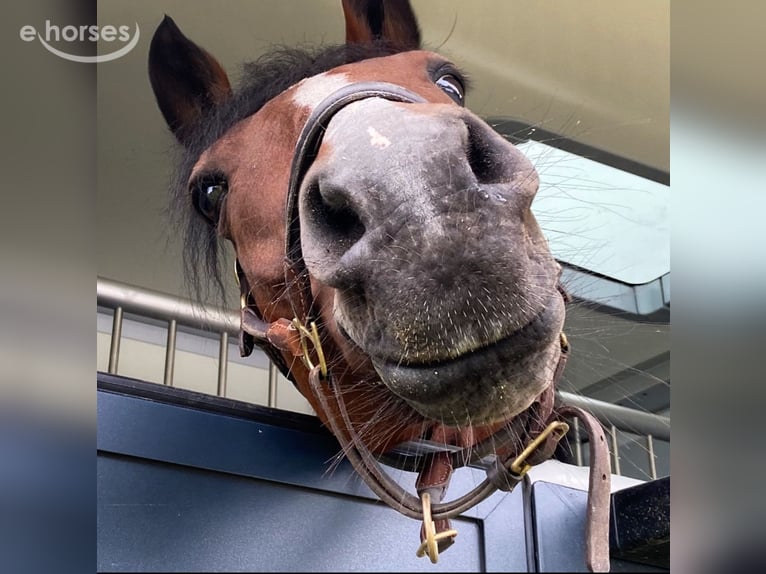 Duitse rijpony Merrie 17 Jaar 147 cm Bruin in Essen