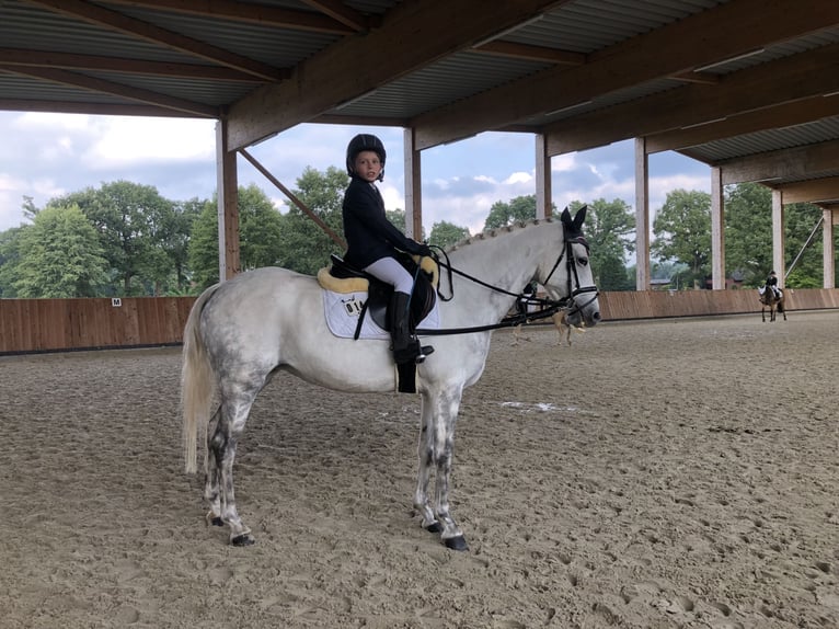 Duitse rijpony Merrie 17 Jaar 148 cm Schimmel in FürstenauFürstenau