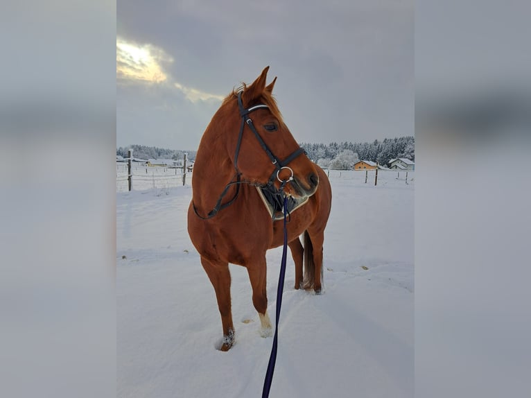 Duitse rijpony Merrie 17 Jaar 148 cm Vos in Salzburg
