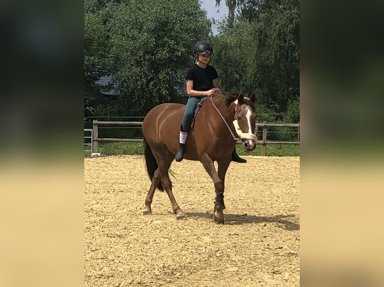 Duitse rijpony Merrie 17 Jaar 148 cm Vos in Dortmund