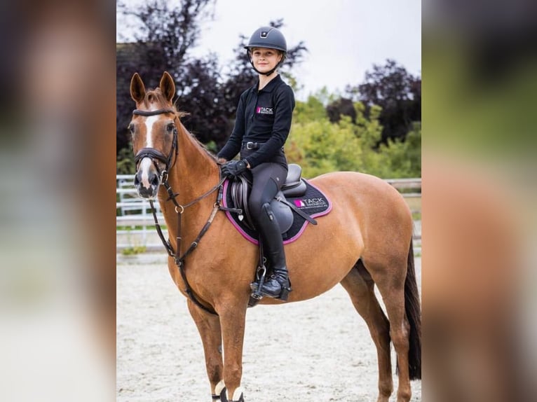 Duitse rijpony Merrie 17 Jaar 148 cm Vos in Dortmund