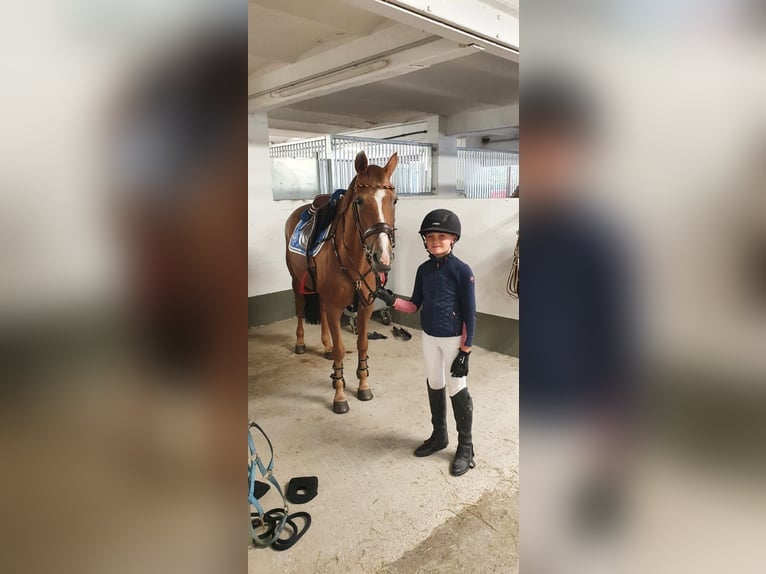 Duitse rijpony Merrie 17 Jaar 148 cm Vos in Dortmund